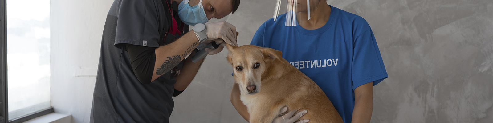 Maestría en Patología Veterinaria